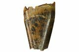Bargain, Tyrannosaur Premax Tooth - Judith River Formation #164654-1